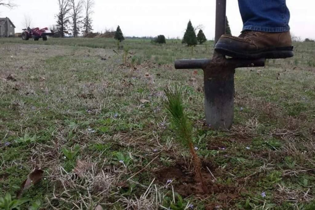 Rural Life On A Real Christmas Tree Farm! Hallmark Experience! Ozark Exterior foto