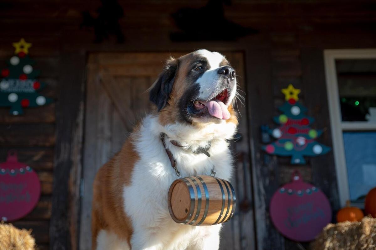 Rural Life On A Real Christmas Tree Farm! Hallmark Experience! Ozark Exterior foto